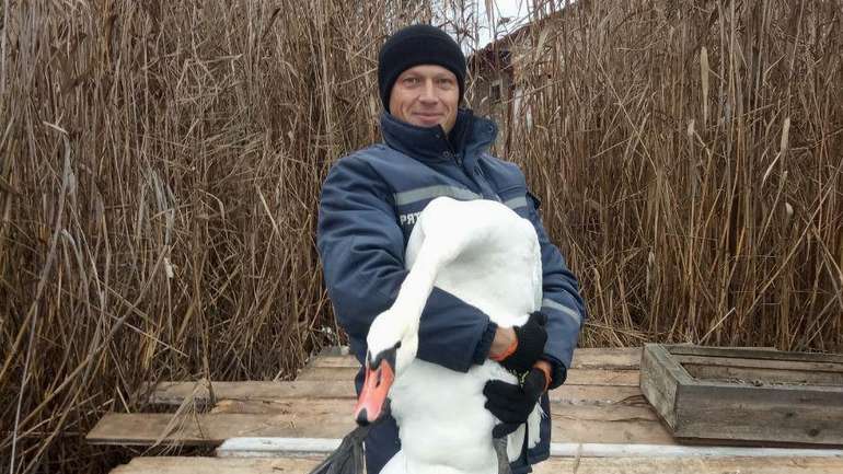 Неподалік Великої Багачки надзвичайники врятували змерзлого лебедя
