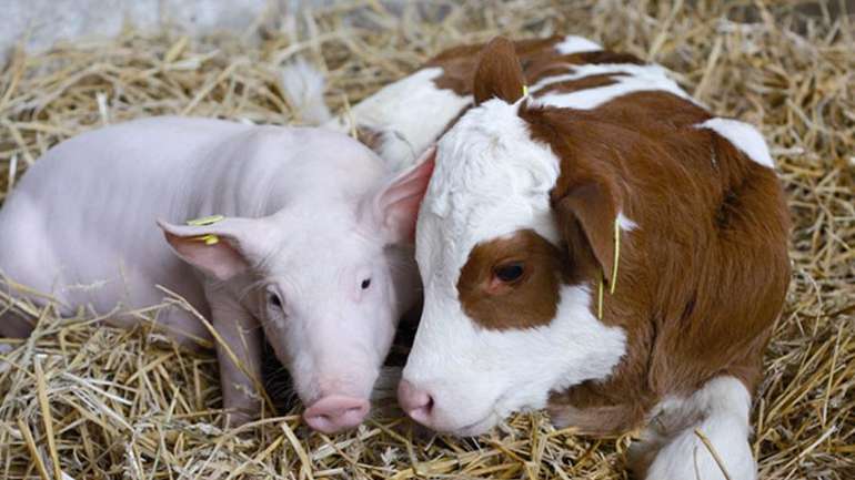 Тваринництво