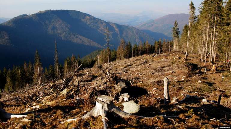 На Закарпатті співробітника лісової охорони затримали за незаконний збут деревини