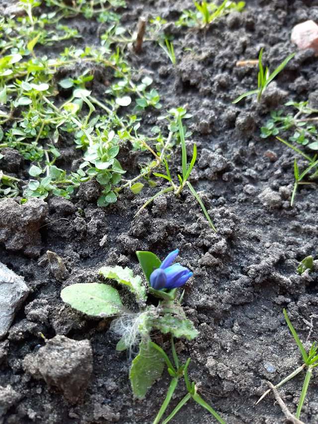 Аномальна зима: у Полтаві розцвіли проліски (фото)_1