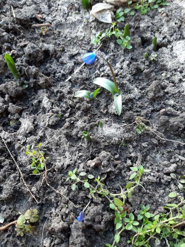 Аномальна зима: у Полтаві розцвіли проліски (фото)_3