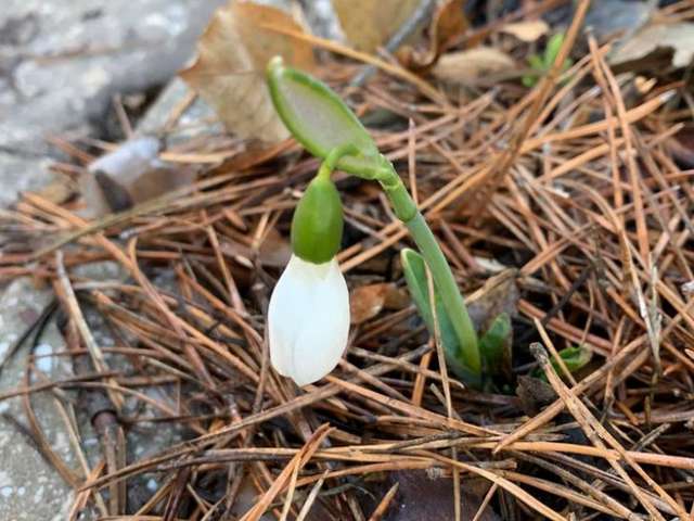 Аномальна зима: у Полтаві розцвіли проліски (фото)_5