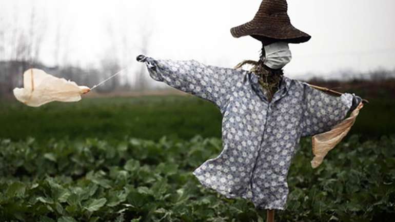 Коронавірус як причина банкрутства дрібних фермерських господарств у КНР