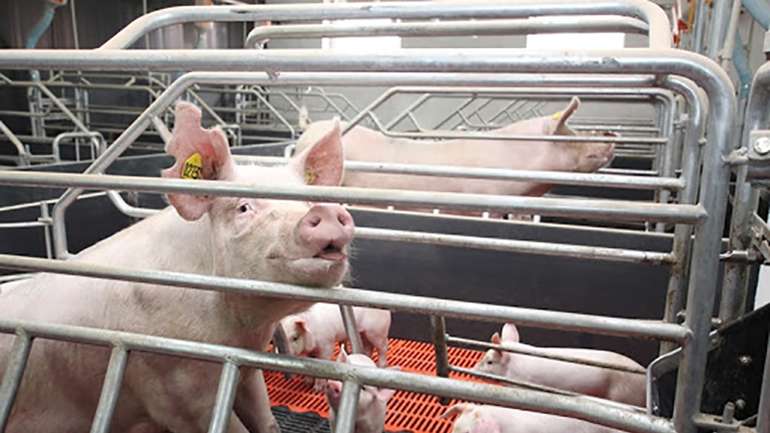Слідом за молочними фермами в Україні банкрутують свинокомплекси