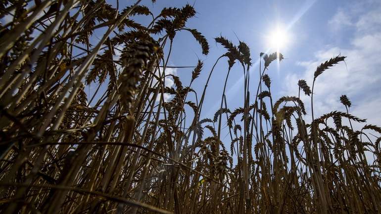 Цьогоріч в уряді України очікують на рекордний врожай зернових культур