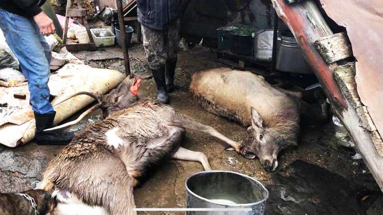 Браконьєри вбили червонокнижних оленів у Херсонській області