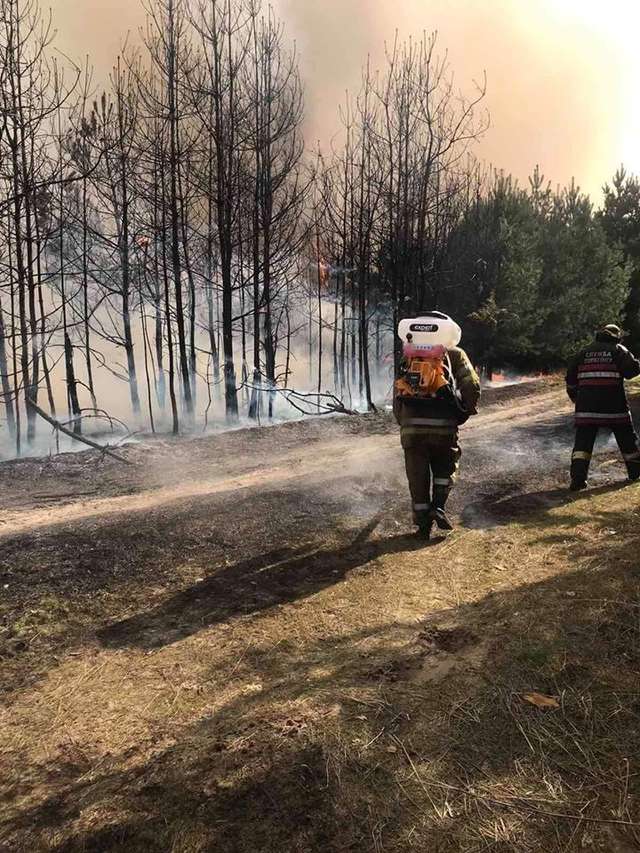 На Полтавщині горить 8 гектарів соснового лісу_1
