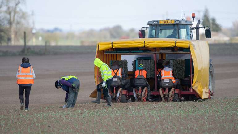 Британці гидують працею у полі, тому врожай овочів і фруктів збиратимуть румуни