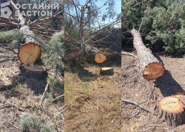 Дерева, які чимось завинили перед патріотами Турецької Республіки і перед «патріотами» України на території орендованої у Полтавської ОДА ділянки.