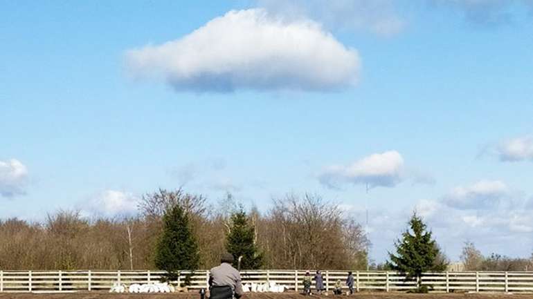 У Гадяцькому районі підготували до висадки новий сосновий ліс