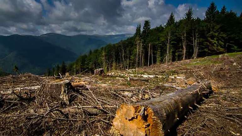 В СБУ Закарпаття «прозріли» та помітили масштабну вирубку державних лісів на 14 млн гривень