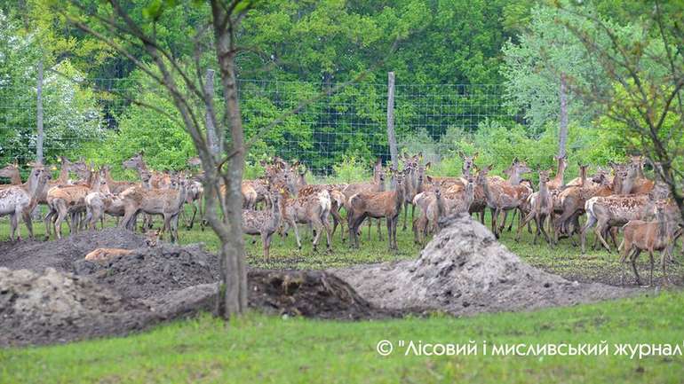 На Полтавщину завезли 100 європейських оленів