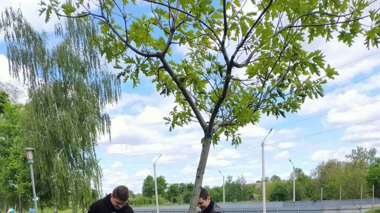 Школярі сприяють озелененню Лохвиці