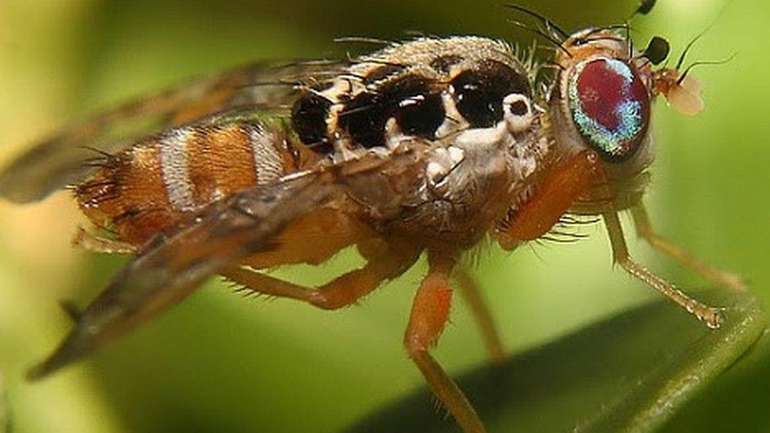 Плодова муха — шкідник, що нищить врожай