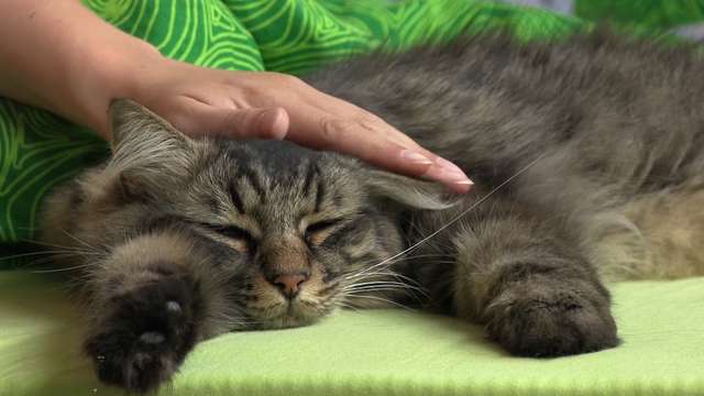 Скільки живуть коти?_3
