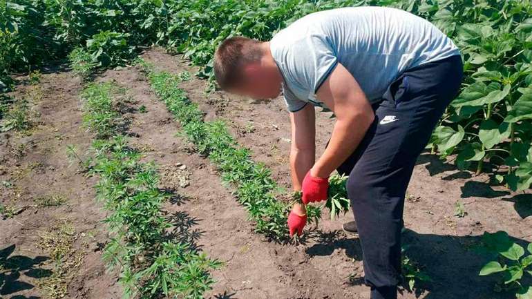 На Полтавщині підприємливі ділки серед соняхів вирощували коноплю