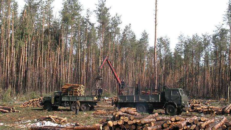 У Закарпатській області викрили службовців, які покривали незаконну вирубку лісів