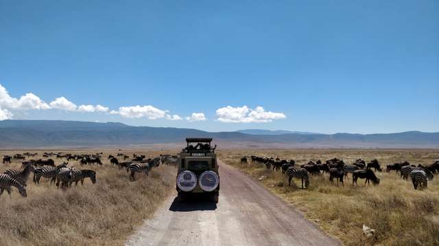 Чому мігрують тварини?_3