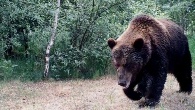 У Чорнобильській зоні з'явилися ведмеді