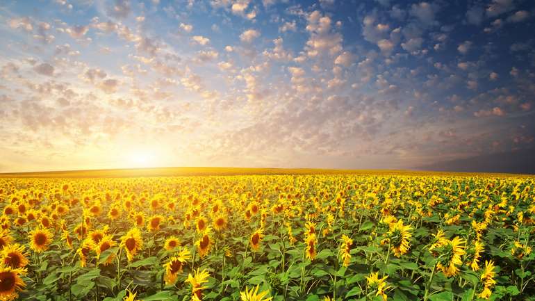 Україна –  світовий лідер з експорту соняшникової олії