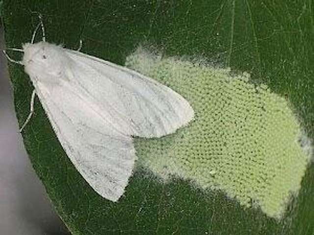 Американський білий метелик – небезпечний карантинний шкідник_2