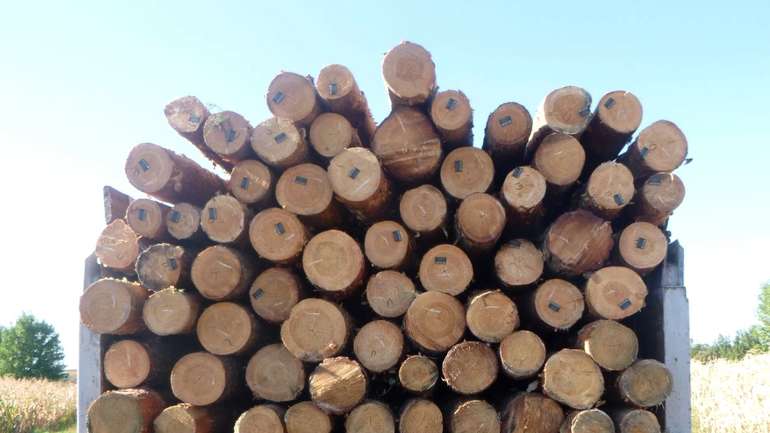 Всупереч забороні у Миргородському районі продовжують рубати ліси
