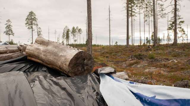 Стежка «Калевали» опинилася на межі зникнення_1