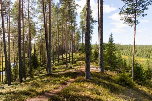 Стежка «Калевали» опинилася на межі зникнення_5