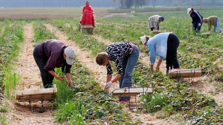 Перекази заробітчан в Україну зменшилися