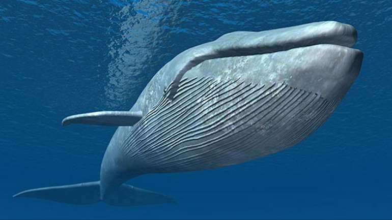 Полювання на китів: багатовікова історія вбивства