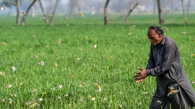 Навала сарани у Пакистані спустошила річні посіви
