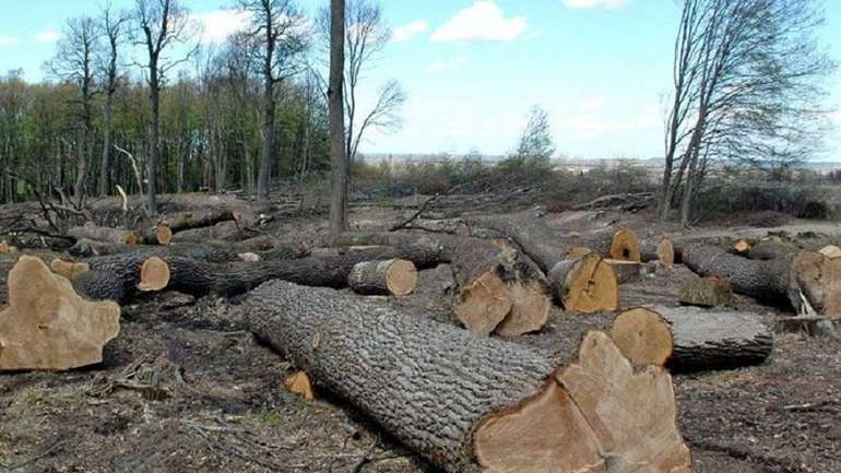 На Волині посадовців звинуватили в організації незаконної вирубки лісів