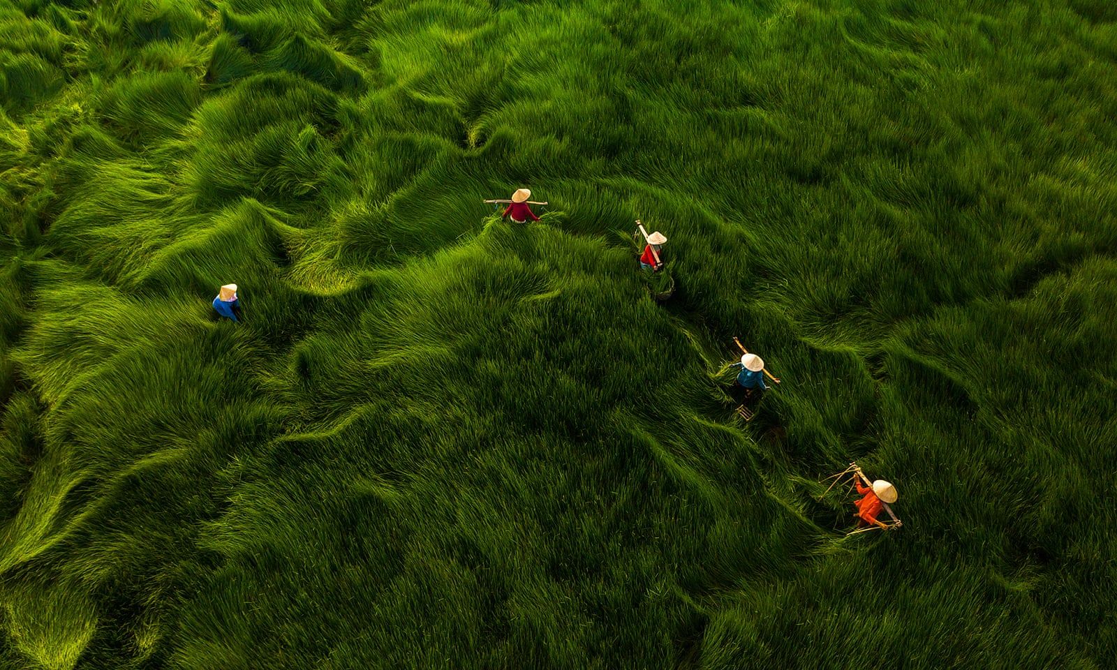 Пасовища В'єтнаму (автор Ханг Пган)