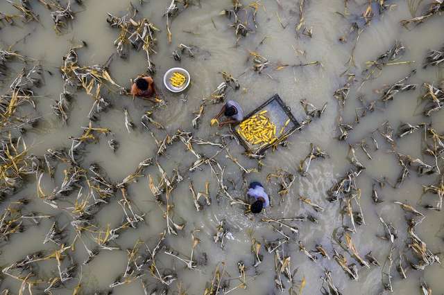 Фермери на затопленому полі у Бангладеші (автор Азім Хан Ронні)