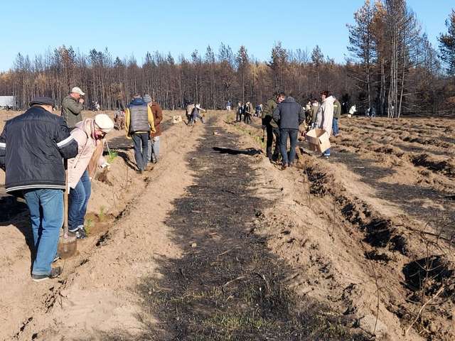Небайдужі громадяни відновлюють лісовий фонд Луганської області_2