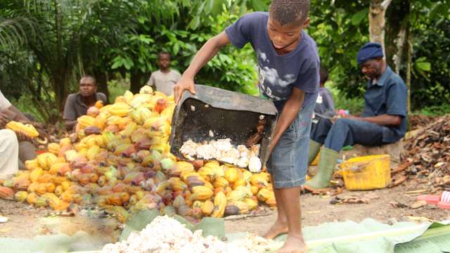 Висока ціна шоколаду — наслідок експлуатації дитячої праці_1