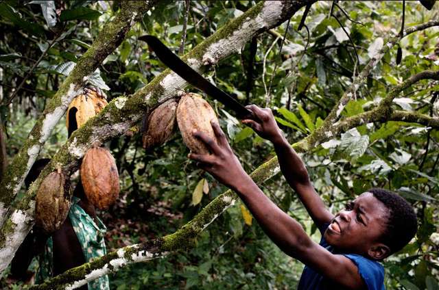 Висока ціна шоколаду — наслідок експлуатації дитячої праці_5