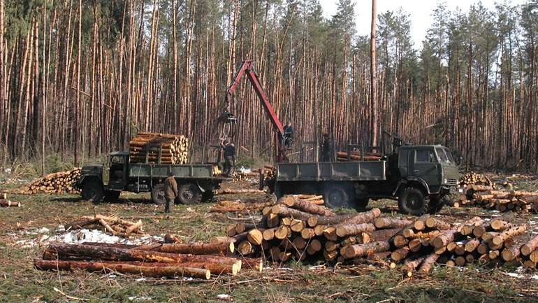 СБУ і ДБР затримали представників «лісової мафії» на Рівненщині