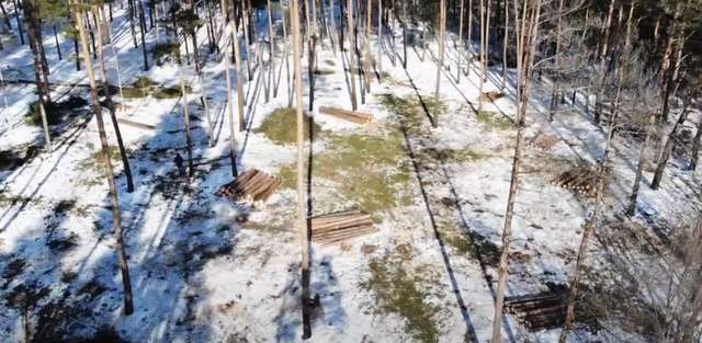 Наслідки діяльності дроворубів у лісі поблизу села Гаркушинці