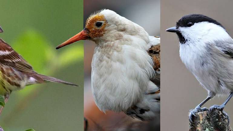 Людське втручання у природу прискорює зникнення рідкісних видів птахів, — орнітологи Фінляндії
