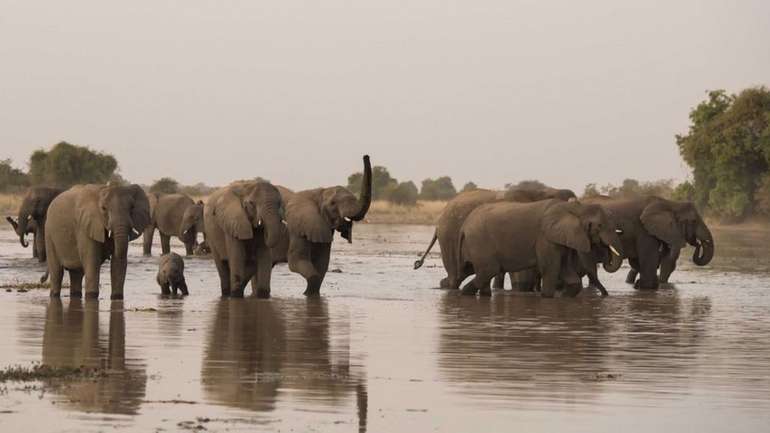 Африканські слони за крок від вимирання