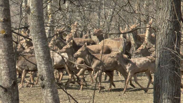 На Полтавщині у мисливські угіддя випустять 150 оленів