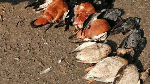 Експертиза підтвердила, що червонокнижних журавлів на Херсонщині вбила отрута для гризунів_2