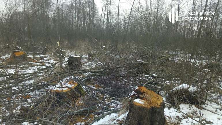ДБР оголосило підозру екскерівникам Шацького нацпарку, які нарубали дерев на 16 мільйонів