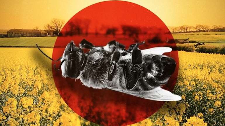 Масова загибель бджіл на Рівненщині