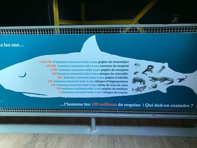 Людство вбиває близько 100 мільйонів акул щорічно_2