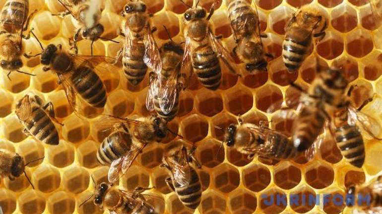Україна - у трійці світових експортерів меду