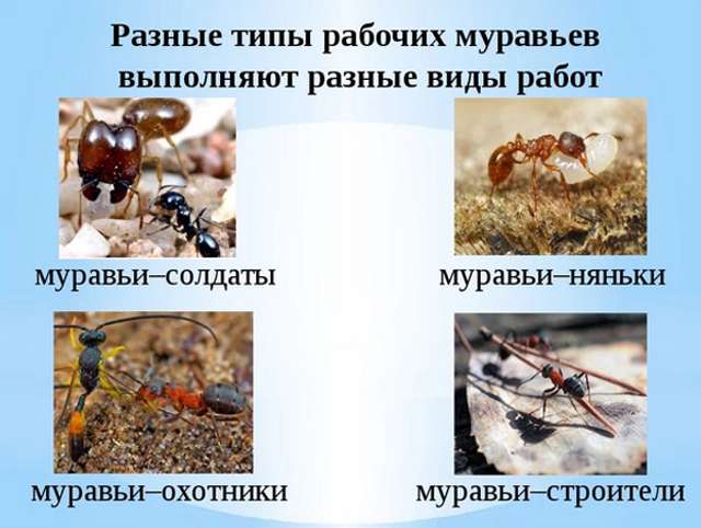 Ледар - це трудовий та генетичний резерв суспільства_1