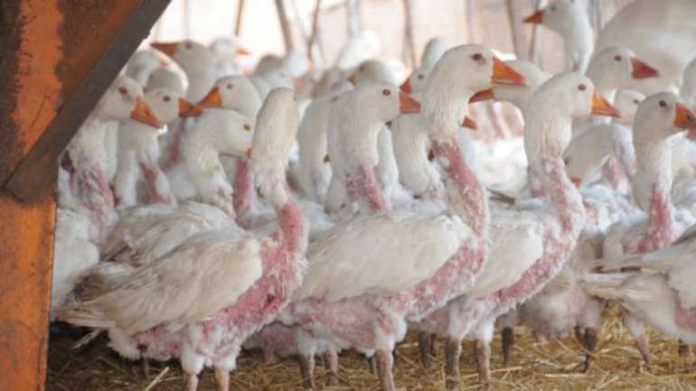 Відмовтеся від речей, виготовлених або наповнених пір'ям і пухом птахів !