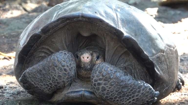 Вчені виявили черепаху, яку вважали вимерлою 100 років